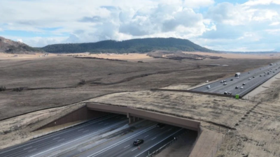 Colorado built a wildlife overpass across a busy highway; a new report says animal-vehicle collisions fell by 91% as elk, bears and frogs began using the crossing