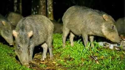 Costa Rica releases 13 white-lipped peccaries after an 18-year absence; the animals disperse seeds from 57 plant types |