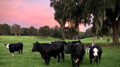 In 2015, a Florida couple bought a 210-acre farm near Gainesville and rescued three cows; 10 years later, Critter Creek Farm Sanctuary spans 420 acres and is home to more than 180 cows, donkeys, pigs and other rescued animals