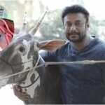 Inside Darshan Thoogudeepa’s Mysuru farmhouse and farm life: ‘The Devil’ star raises HORSES and RARE CATTLE | Kannada Movie News