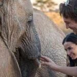 Demi Moore and Ashton Kutcher once visited a Kenyan elephant sanctuary where orphaned calves were being raised for the wild amid drought and poaching threats﻿ | World News