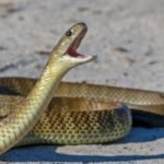 Dozens of venomous snakes were spotted inside an Australian airport, including a Qantas lounge; catchers say they appeared almost everywhere-from passenger areas to offices