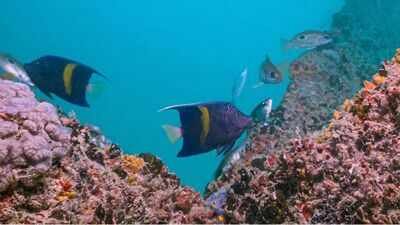 Dubai is growing coral in hotel lagoons before moving it back to the sea; the unusual nursery has produced more than 2,500 coral fragments