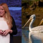 Meet Sacha Dench, the ‘Human Swan’ who helped secure a historic ban on lead ammunition in Britain and won the prestigious 2026 RSPB Medal; the move could protect hundreds of thousands of birds from lead poisoning