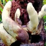 Scientists have discovered a giant new fungus in China that grows up to 20 inches tall and weighs nearly five pounds, making it the largest known of its kind and a surprising new find in a well-studied group