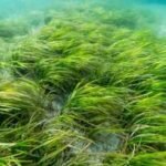 Connecticut volunteers are attaching eelgrass seeds to living clams to restore meadows that have shrunk by 90%; after an early 178% rise in coverage, the team is testing rice-paper planting with 300,000 seeds