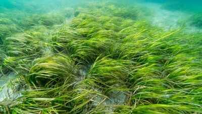 Connecticut volunteers are attaching eelgrass seeds to living clams to restore meadows that have shrunk by 90%; after an early 178% rise in coverage, the team is testing rice-paper planting with 300,000 seeds