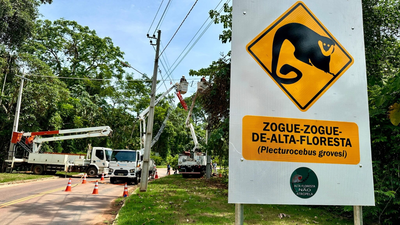 Eight rope bridges over an Amazon road recorded 15,000 wildlife crossings in Brazil; not a single roadkill was recorded | World News