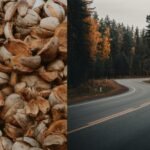 Engineers turn coconut shells into road material; 12.5% biochar makes asphalt stronger and more heat-resistant |
