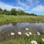England put £25 million into 20 nature projects in 2024; two years later, they had improved 4,800 hectares, planted 127,500 trees and beaten the programme’s habitat target by nearly 30%