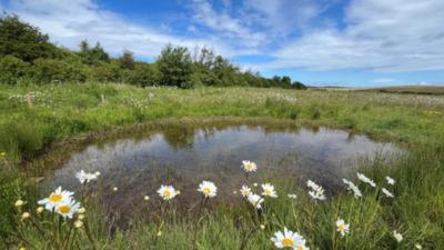 England put £25 million into 20 nature projects in 2024; two years later, they had improved 4,800 hectares, planted 127,500 trees and beaten the programme’s habitat target by nearly 30%