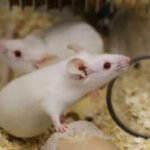 Researchers studying ageing in mice found that declining cellular recycling helps ‘zombie cells’ evade immune clearance; restoring the process improved their removal and reduced age-related inflammation