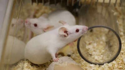 Researchers studying ageing in mice found that declining cellular recycling helps ‘zombie cells’ evade immune clearance; restoring the process improved their removal and reduced age-related inflammation