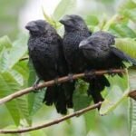 Farmers brought this bird to the Galapagos to control cattle ticks; after one El Nino, thousands of them appeared across the islands replacing native birds |