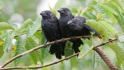 Farmers brought this bird to the Galapagos to control cattle ticks; after one El Nino, thousands of them appeared across the islands replacing native birds |