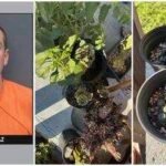 A Florida man sold hallucinogenic cacti and mushrooms on Facebook Marketplace, gets arrested; police seize 131 plants and 50 pounds of cacti at his Riverview home