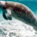 Florida manatee habitat ruling sent back to court after US wildlife agency changed the definition of harm under endangered species law﻿ | World News