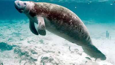 Florida manatee habitat ruling sent back to court after US wildlife agency changed the definition of harm under endangered species law﻿ | World News