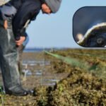 Florida rebuilt a degraded offshore oyster reef with dolomite limestone in 2018; within six months live-oyster density rose from near zero to 91 per square metre, and by year five it had reached 244