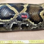 Florida scientists tracked 142 invasive Burmese pythons for 20 years and found that all four expelled tracking devices came from pregnant females |
