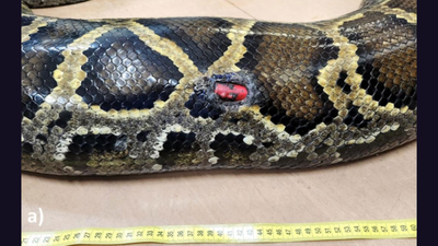 Florida scientists tracked 142 invasive Burmese pythons for 20 years and found that all four expelled tracking devices came from pregnant females |