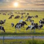 ​Florida permanently protects nearly 1,500 acres across two cattle ranches with .7 million in conservation easements, preventing future development while preserving farmland and wildlife