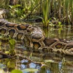 Florida’s Burmese pythons are carrying three previously unknown RNA viruses; scientists are investigating whether they could reach native snakes |