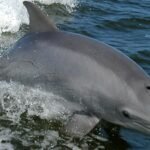 France paid people to kill Mediterranean dolphins in 1865 to protect fisheries; a study calls it the first recorded dolphin bounty | World News