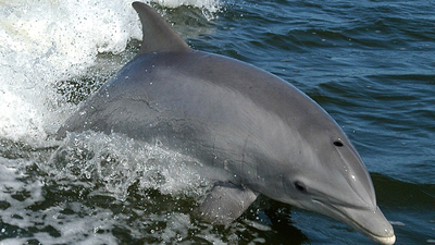 France paid people to kill Mediterranean dolphins in 1865 to protect fisheries; a study calls it the first recorded dolphin bounty | World News
