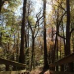 Georgia has begun a 10-year restoration of 132 acres at Towaliga Preserve, using a data-centre partnership to rebuild forest habitat on one of Henry County’s largest undeveloped properties
