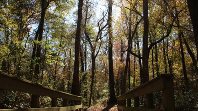 Georgia has begun a 10-year restoration of 132 acres at Towaliga Preserve, using a data-centre partnership to rebuild forest habitat on one of Henry County’s largest undeveloped properties