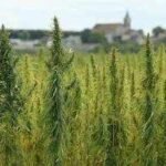 In 2021, Georgia police aircraft destroyed ,000 worth of legal hemp; six years later, Supreme Court revives grower’s claim, overturning 60-year-old precedent