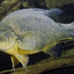 Researchers returned 4,450 pieces of timber to 110 km of Australia’s Murray River; over seven years, Murray cod abundance tripled and golden perch density doubled in the restored reach