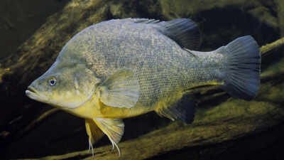 Researchers returned 4,450 pieces of timber to 110 km of Australia’s Murray River; over seven years, Murray cod abundance tripled and golden perch density doubled in the restored reach