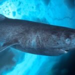 Greenland fishers propose  bounty per heart to cull 1,000 sharks that can live 400 years; then the plan was halted after the government questioned its legality |