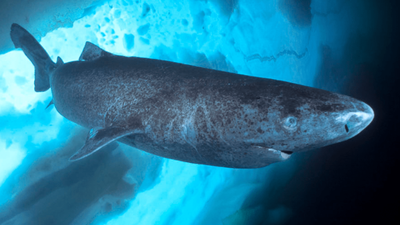 Greenland fishers propose $45 bounty per heart to cull 1,000 sharks that can live 400 years; then the plan was halted after the government questioned its legality |