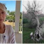 Helen Mirren, 81, is on a mission to save Italy’s 1,500-year-old olive trees; deadly Xylella fastidiosa bacteria has wiped out 22 million trees since 2013; ‘We have to save these trees,’ she says