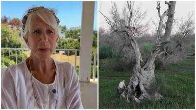 Helen Mirren, 81, is on a mission to save Italy’s 1,500-year-old olive trees; deadly Xylella fastidiosa bacteria has wiped out 22 million trees since 2013; ‘We have to save these trees,’ she says