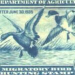 In 1934, America created a  conservation stamp for duck hunters; it has since helped protect more than 6 million acres of wetlands | World News