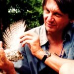 In 1974, just four Mauritius kestrels remained in the wild; then Carl Jones brought the bird back from the brink of extinction, with numbers reaching around 600 | World News