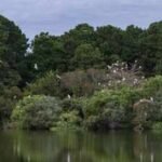 In 1985, Charleston Museum received over 700 acres on James Island from the Dill family; 41 years later, it is putting over  million in easement value towards permanently blocking development | World News