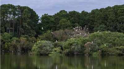 In 1985, Charleston Museum received over 700 acres on James Island from the Dill family; 41 years later, it is putting over  million in easement value towards permanently blocking development | World News
