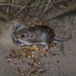 In 1993, California’s thumb-sized Pacific pocket mouse was rediscovered after being thought extinct; 33 years later, 530+ have been reintroduced and a third reintroduced population established