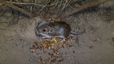 In 1993, California’s thumb-sized Pacific pocket mouse was rediscovered after being thought extinct; 33 years later, 530+ have been reintroduced and a third reintroduced population established