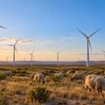 In 2001, the Indian Mesa wind farm began operating in Pecos County with 125 turbines; sheep grazing continued, and 0,000 was paid in school taxes | World News