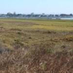 In 2011, California completed a 300-acre restoration of former San Diego salt ponds; five-year monitoring later documented 80 bird, 22 fish and 10 invertebrate species