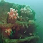 In 2014, a ship carrying 32 million illegal cigarettes was sunk off Ireland; 12 years later, authorities observed it has been colonised by barnacles, sponges, sea squirts and fish