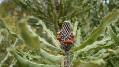 In 2017, bulldozers cleared Western Australian wetlands for a highway that was cancelled; nine years later, restoration has returned over 200,000 plants and recorded 97 animal species across 18 hectares