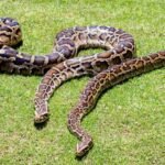 In 2018, scientists GPS-tagged 13 Burmese pythons but found that the devices recorded locations only 18.1% of the time﻿ | World News