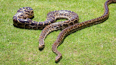 In 2018, scientists GPS-tagged 13 Burmese pythons but found that the devices recorded locations only 18.1% of the time﻿ | World News